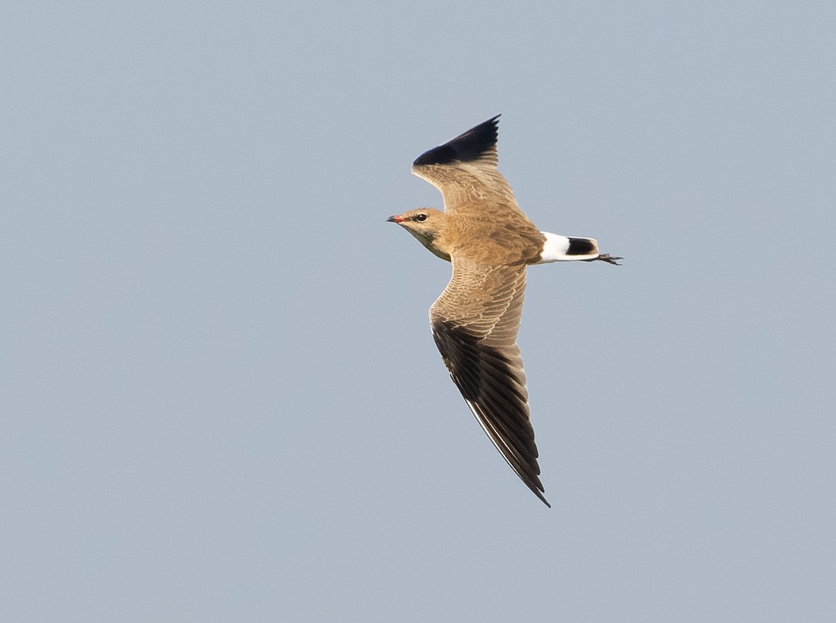 Australian Pratincole - ML610564723