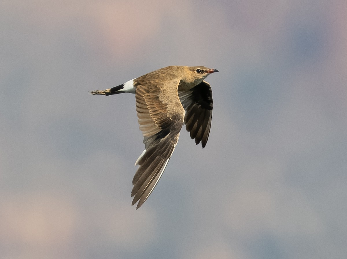 Australian Pratincole - ML610564725