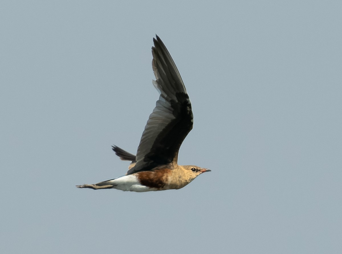 Australian Pratincole - ML610564727