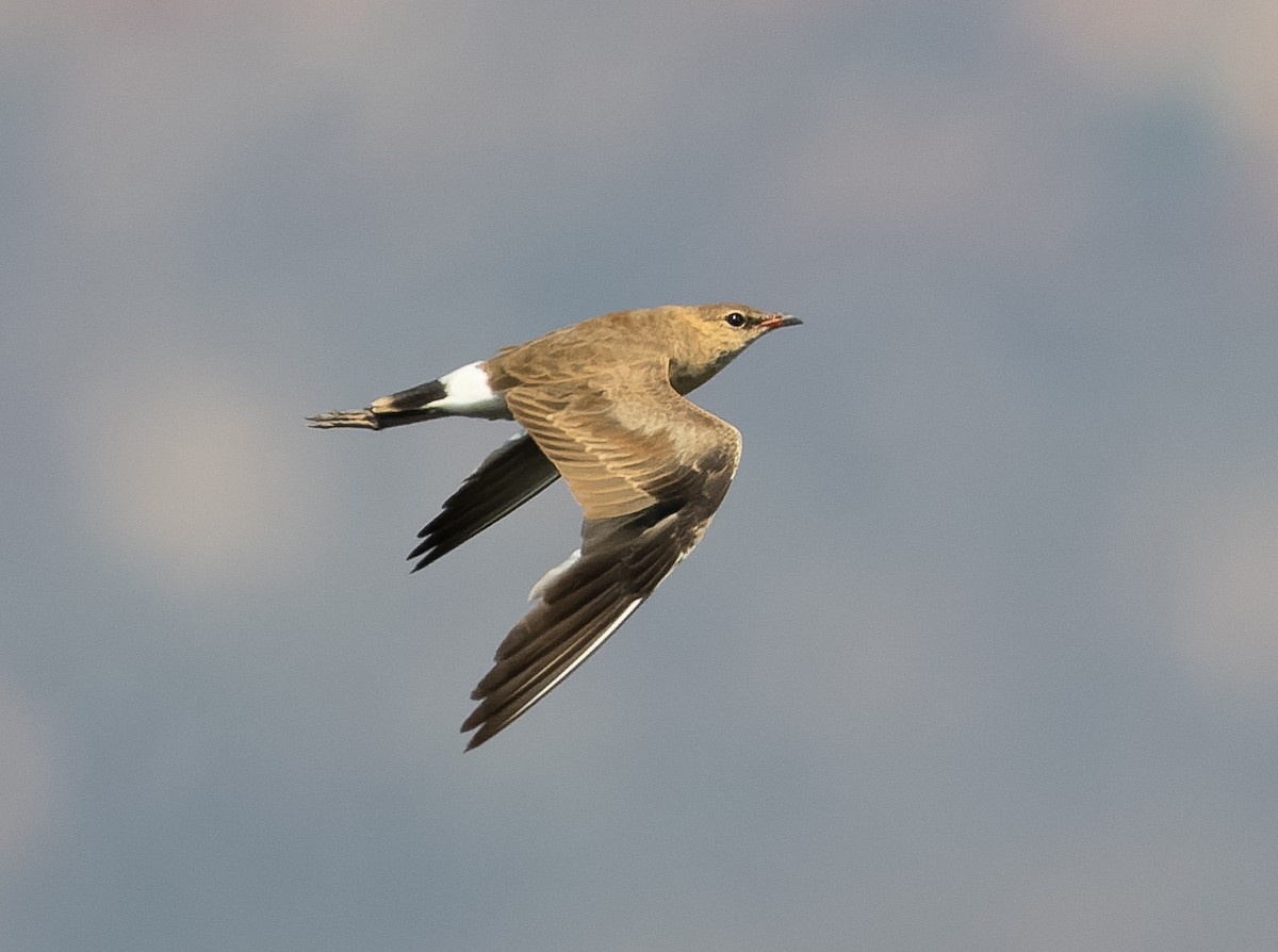 Australian Pratincole - ML610564729