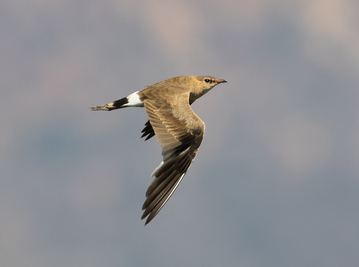 Australian Pratincole - ML610564731