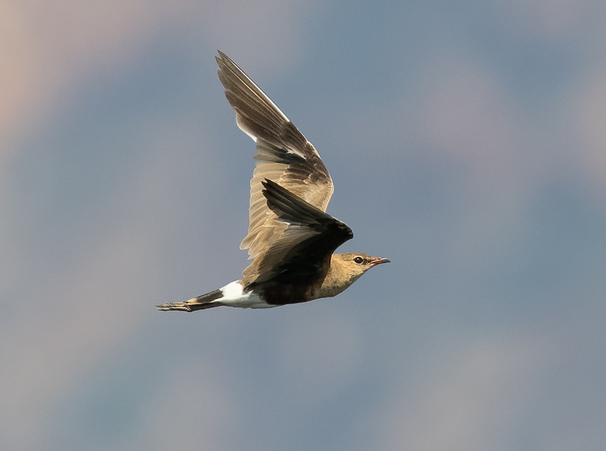 Australian Pratincole - ML610564732