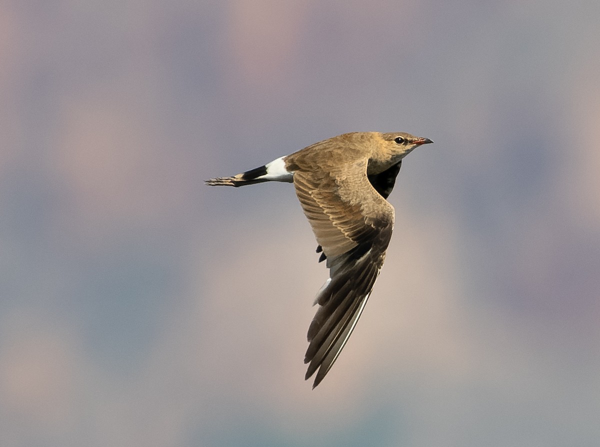 Australian Pratincole - ML610564733