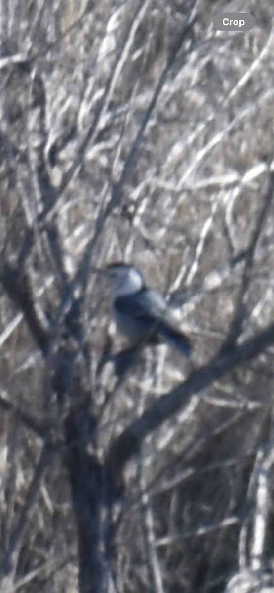 White-breasted Nuthatch - ML610564793