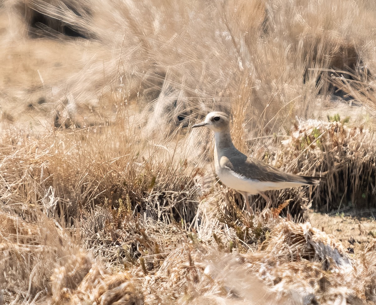 Oriental Plover - ML610564808