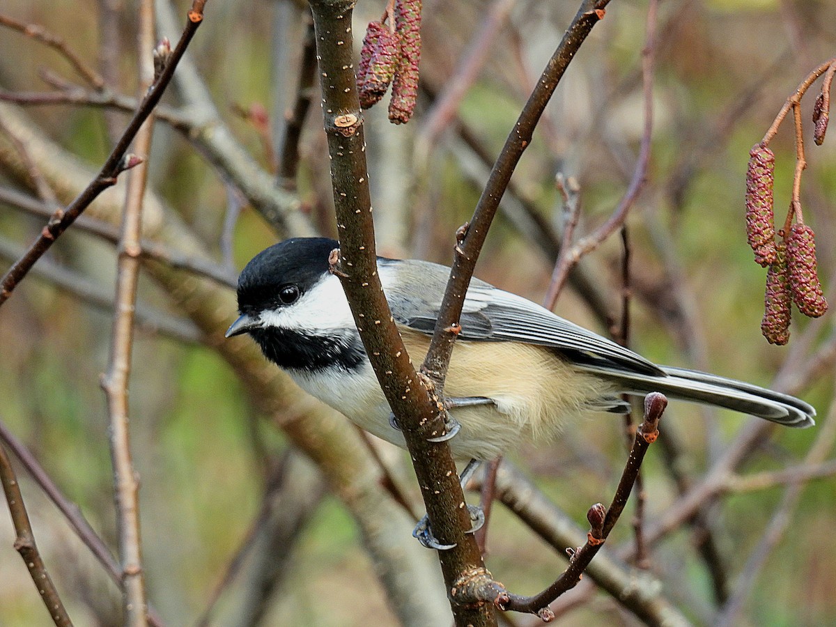 Black-capped Chickadee - ML610564942