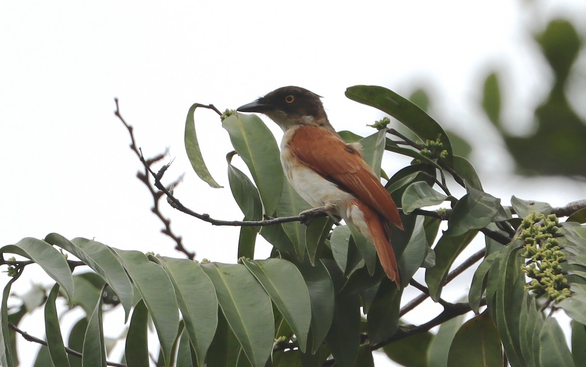 Black-and-white Shrike-flycatcher - ML610565014