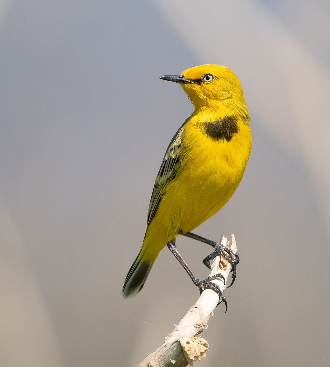 Yellow Chat - ML610565087