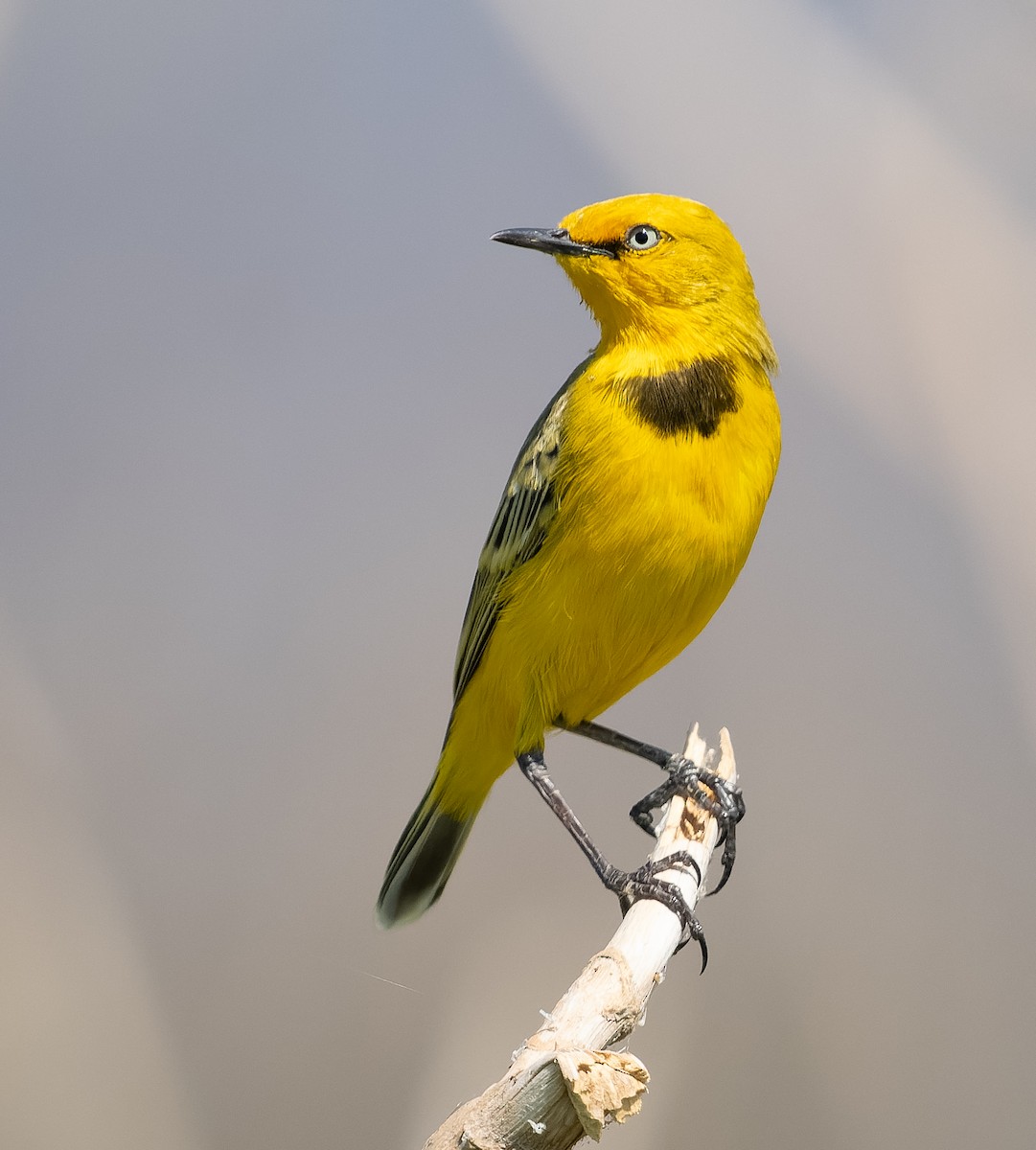 Yellow Chat - ML610565088