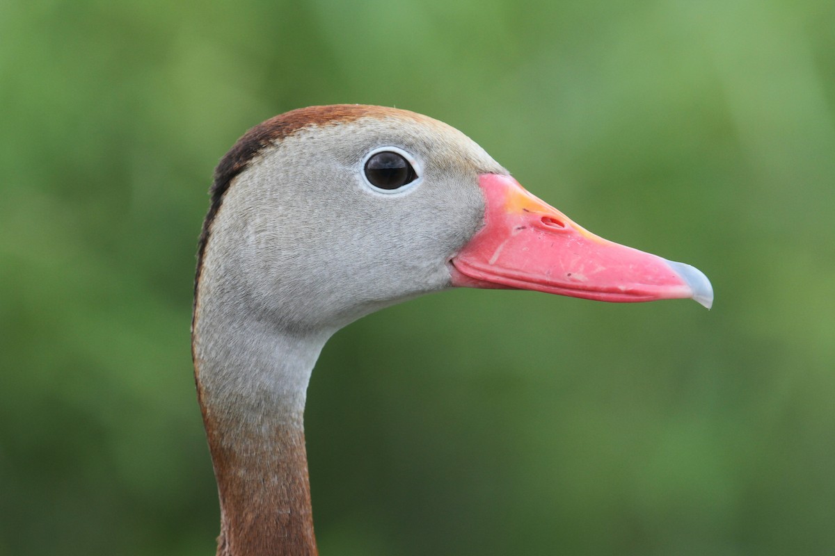 Black-bellied Whistling-Duck - ML61056511