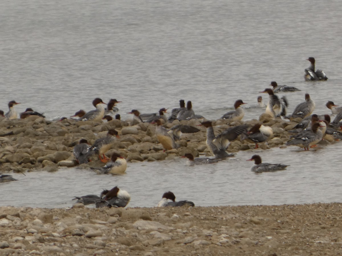 Common Merganser - Jeff DeRuyter