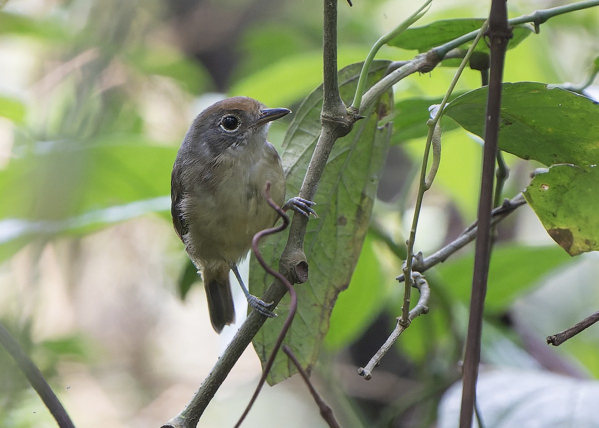 Plain Antvireo - ML610565237