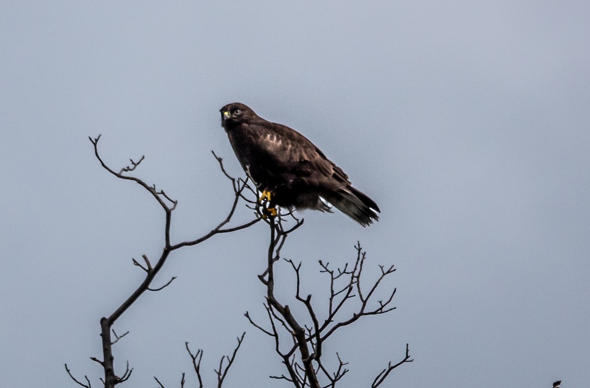 Rough-legged Hawk - Gale VerHague