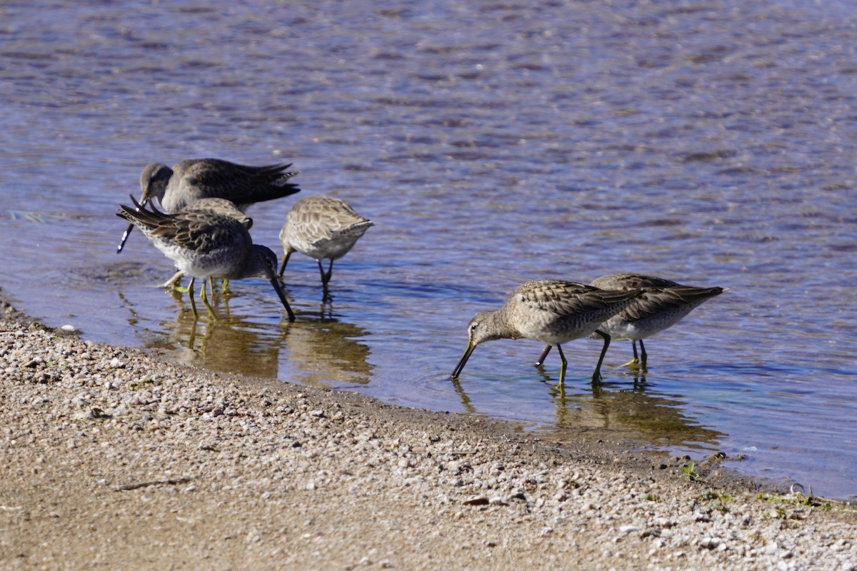 Long-billed Dowitcher - Geree Rea