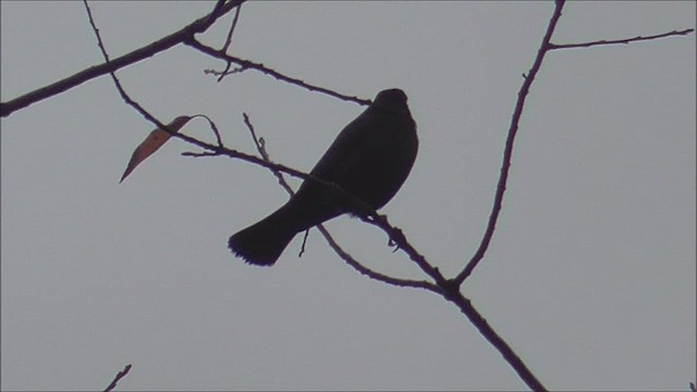 Brewer's Blackbird - ML610565330