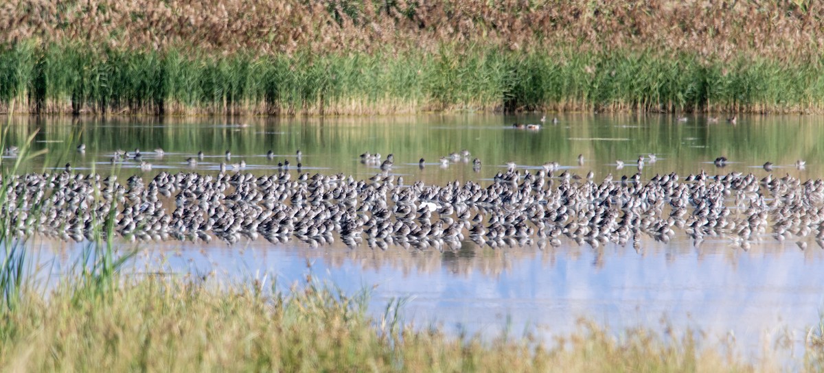 Long-billed Dowitcher - Belen Schneider