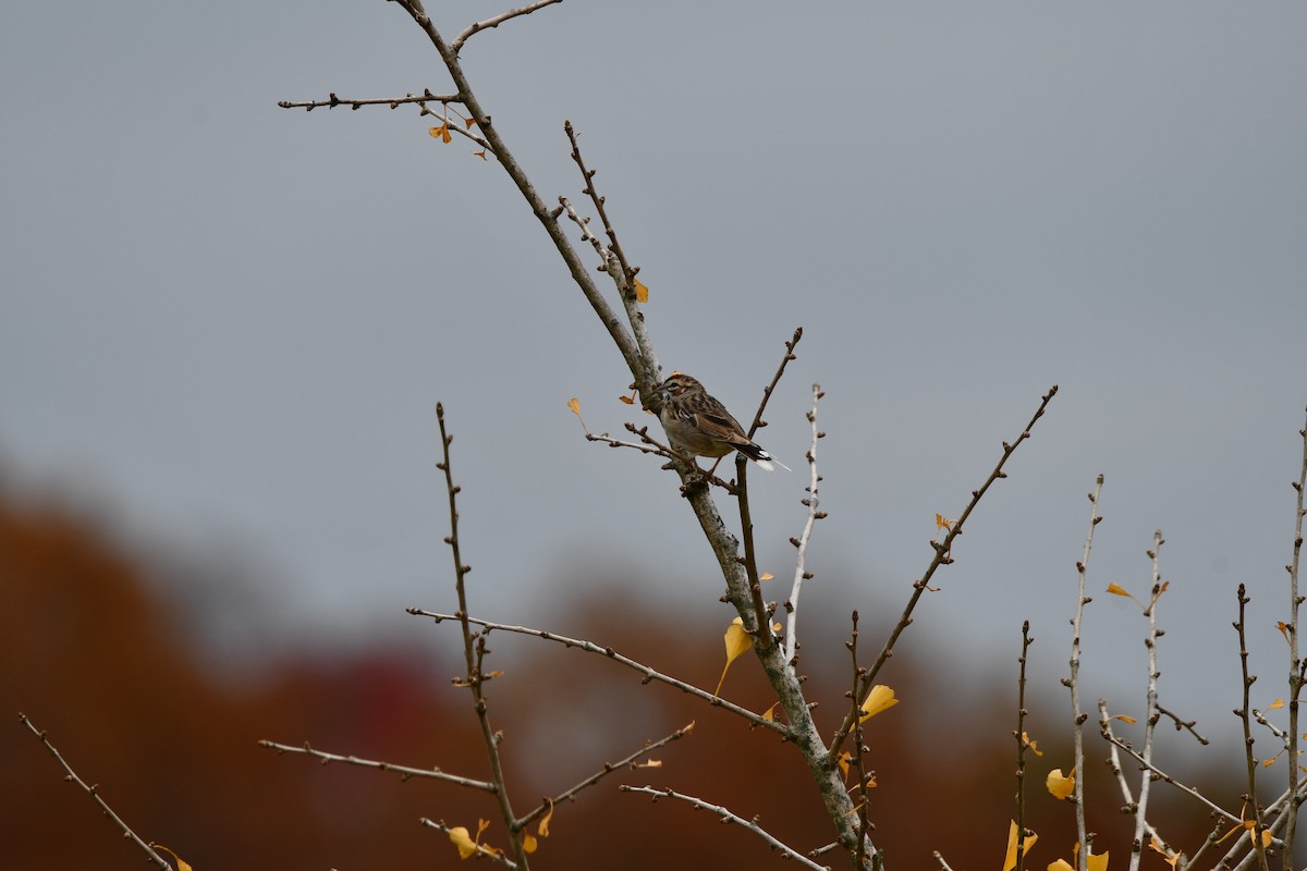 Lark Sparrow - ML610565391