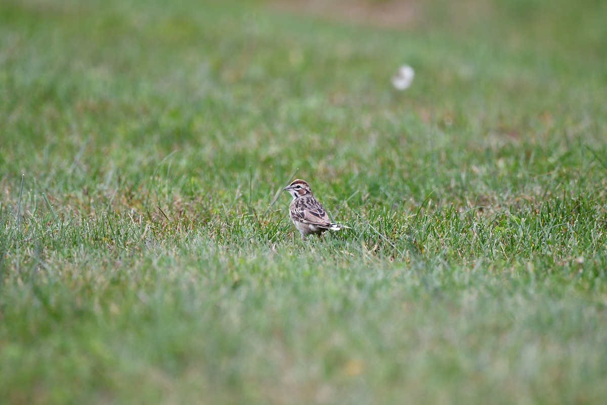 Lark Sparrow - ML610565392