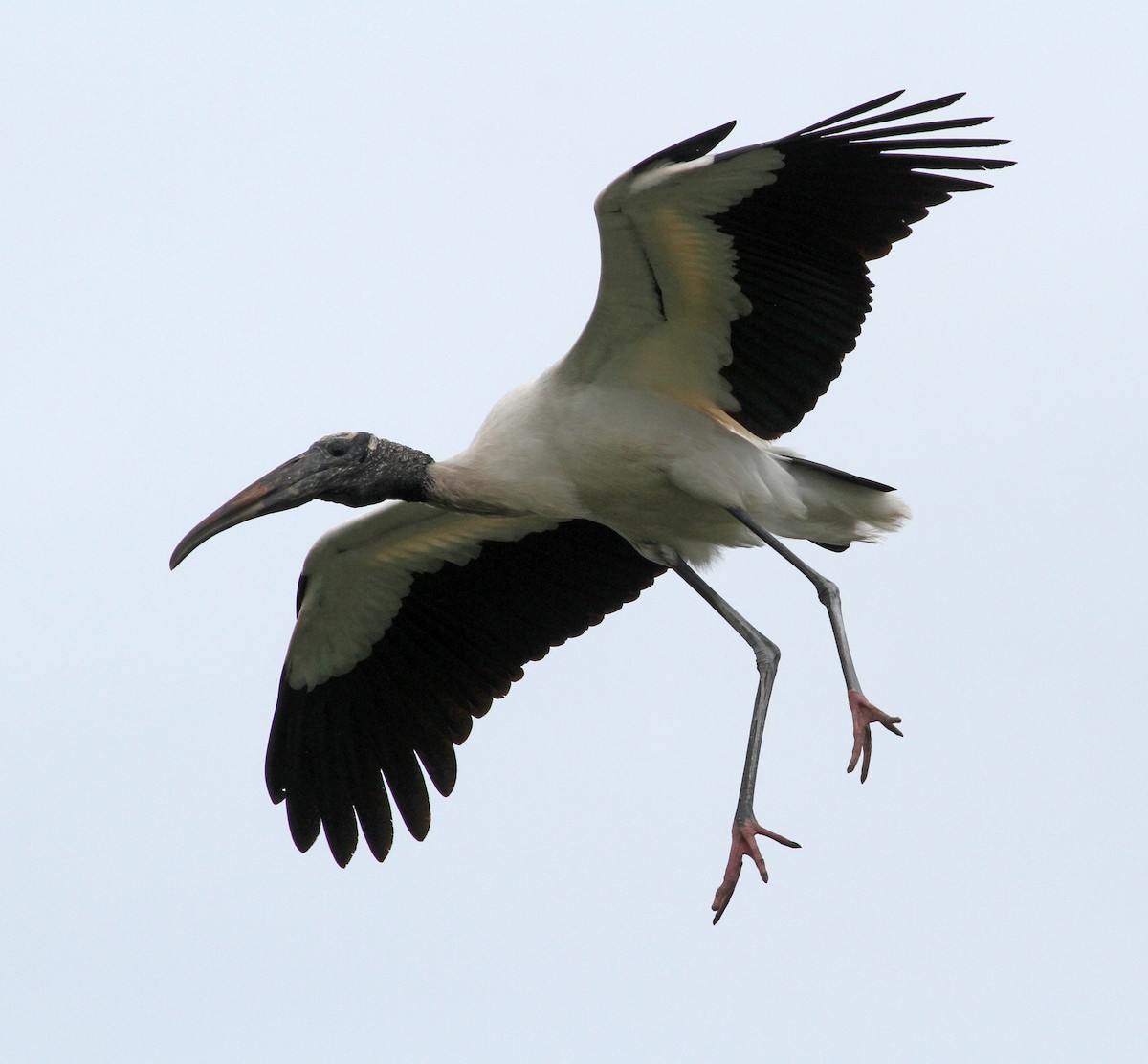 Wood Stork - ML61056541