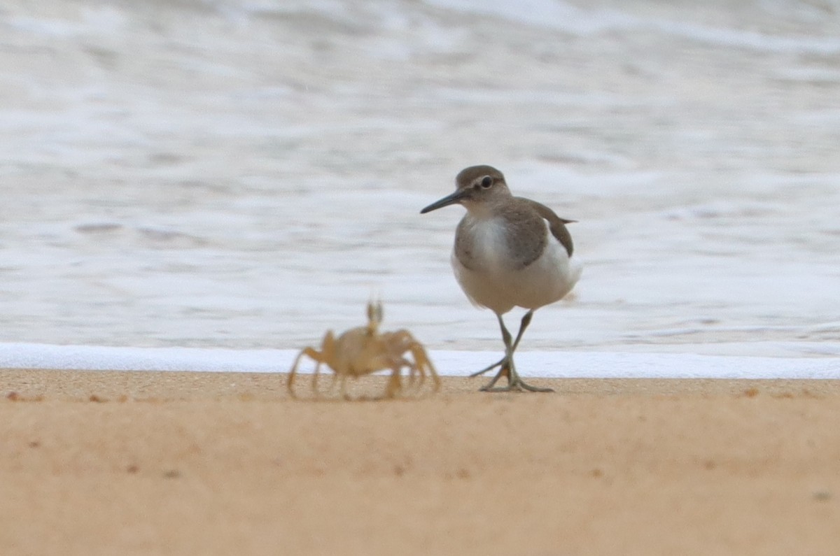 Common Sandpiper - ML610565506