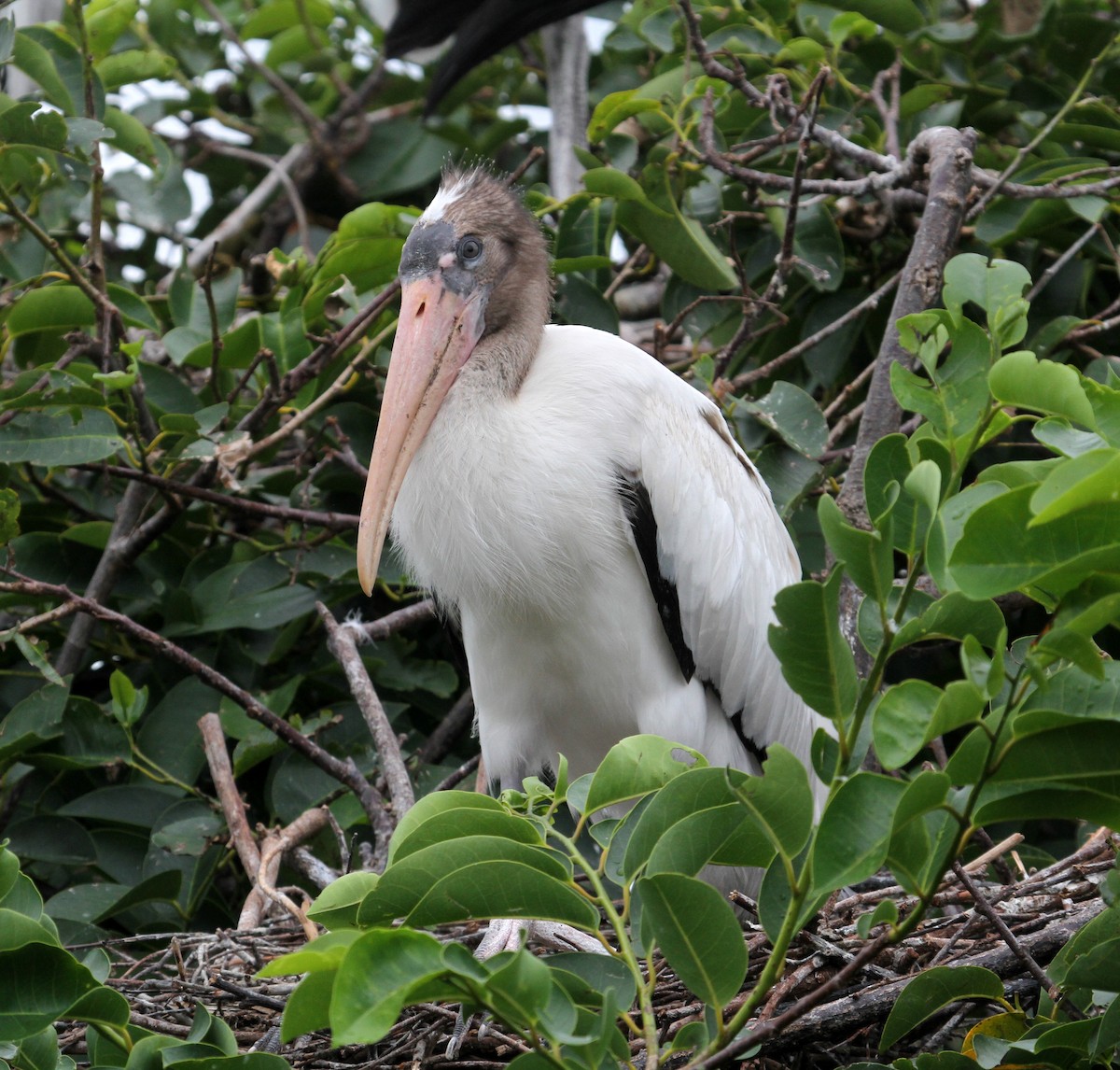 Wood Stork - ML61056551