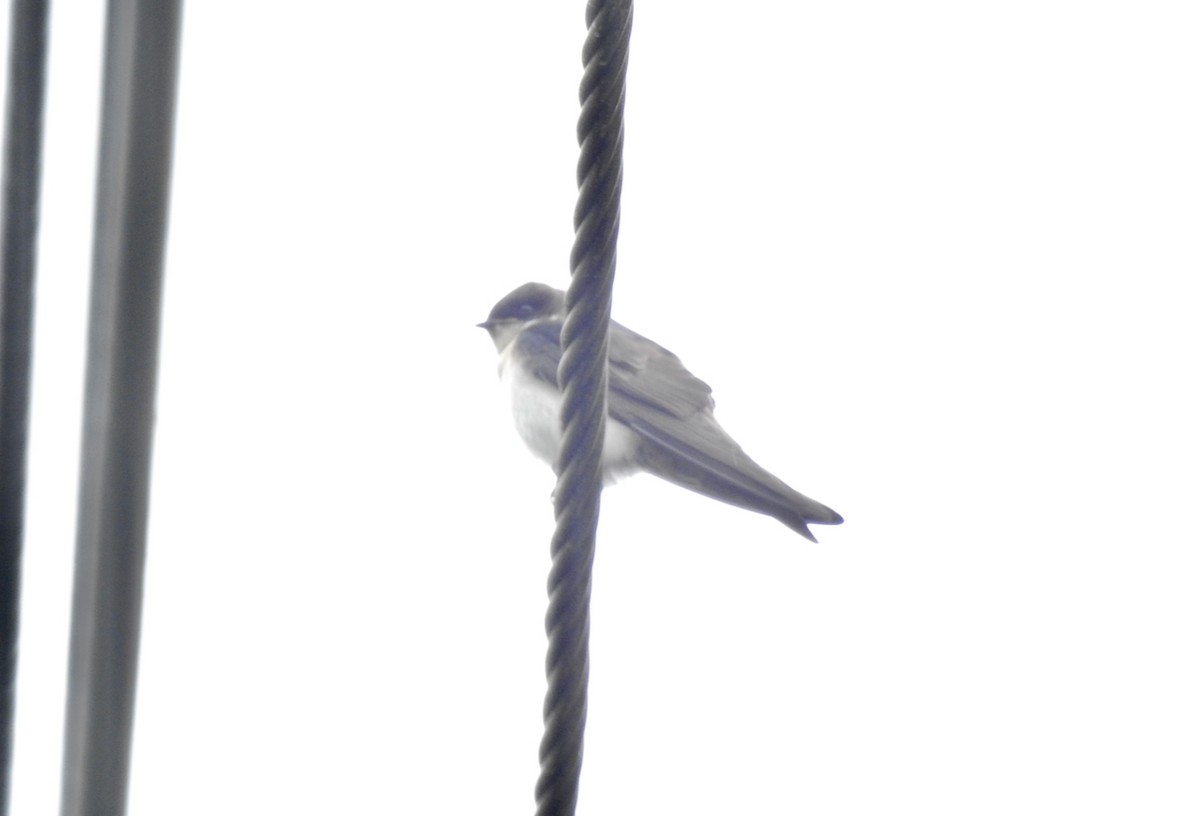 Blue-and-white Swallow - ML610565521