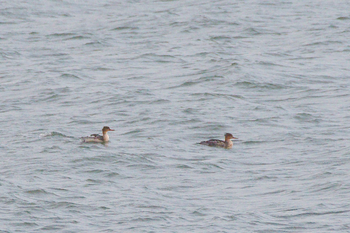 Red-breasted Merganser - ML610565578