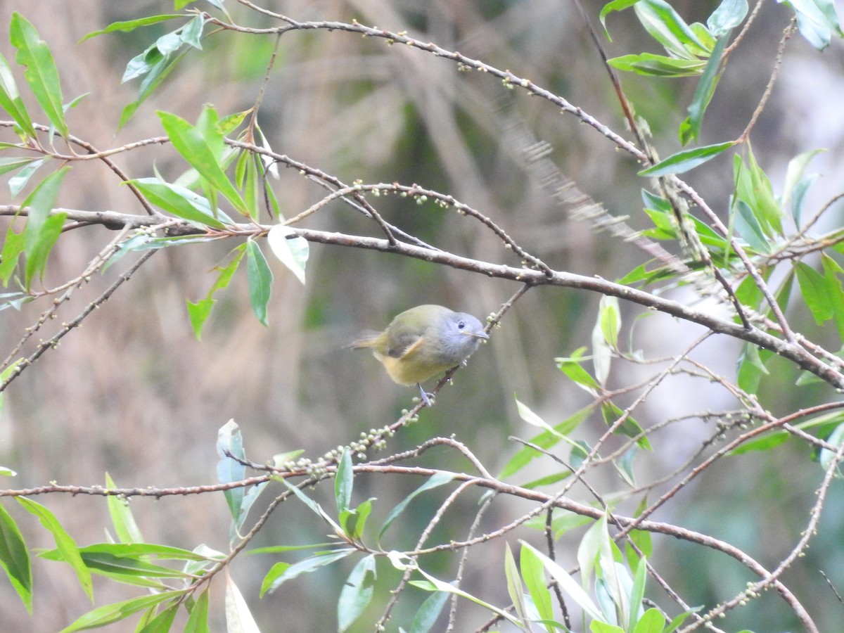 Gray-hooded Flycatcher - ML610565610