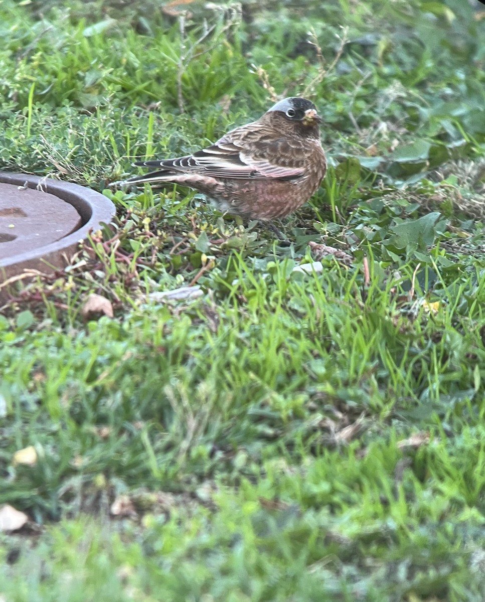 Gray-crowned Rosy-Finch (Gray-crowned) - David Johnson