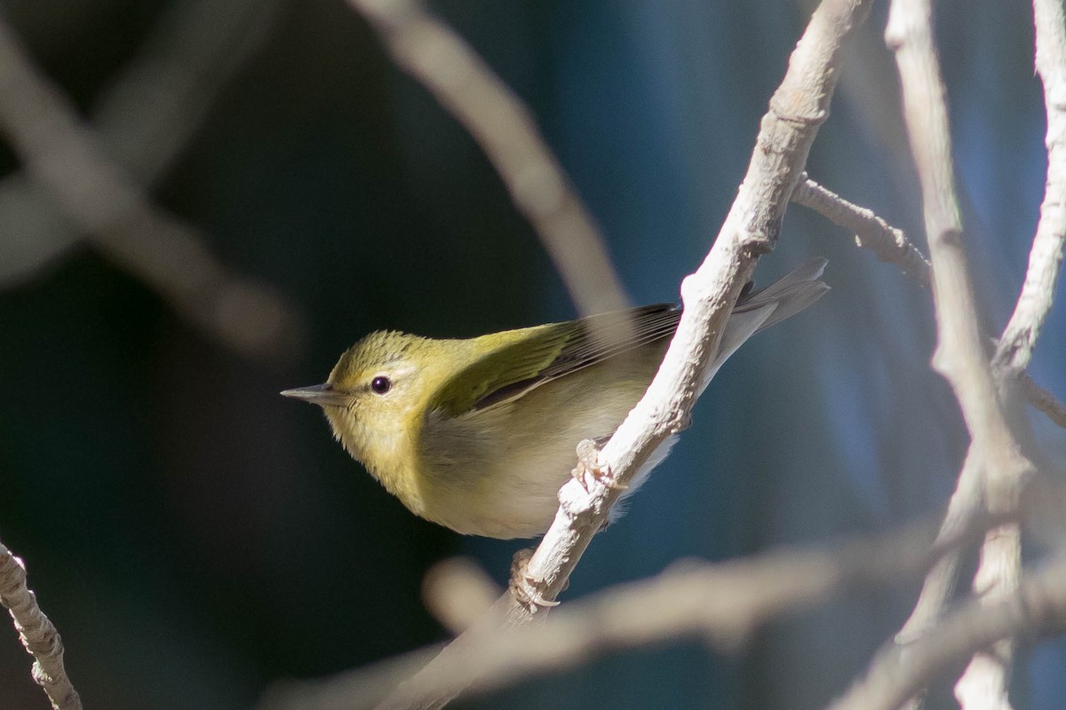 Tennessee Warbler - ML610565636