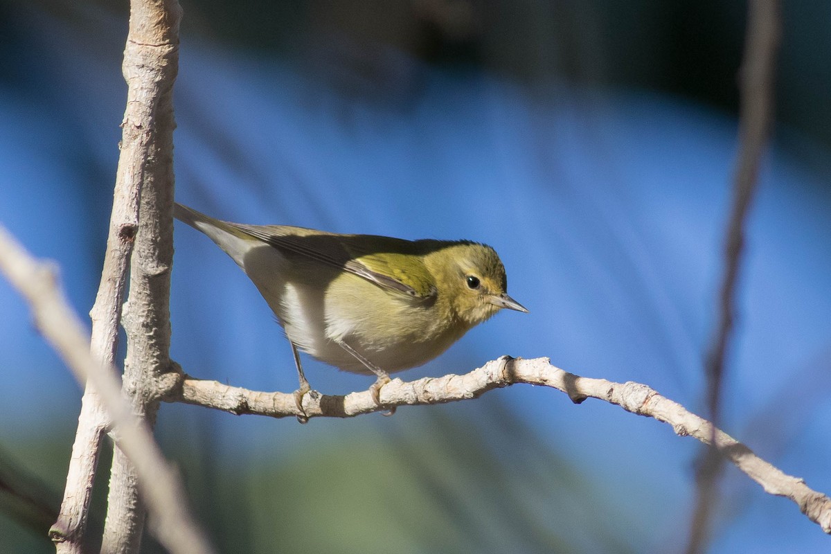 Tennessee Warbler - Johnny Bovee