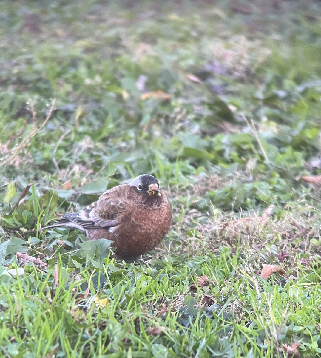 grånakkefjellfink (tephrocotis gr.) - ML610565657