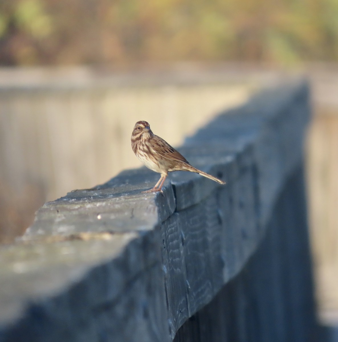 Song Sparrow - ML610565685