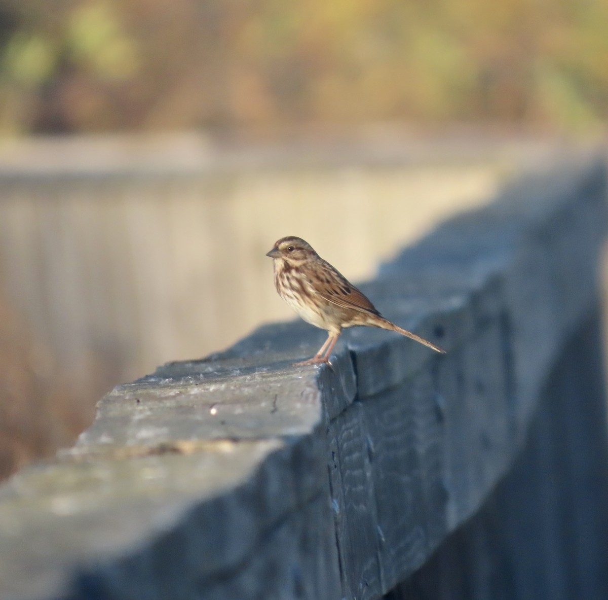 Song Sparrow - ML610565686