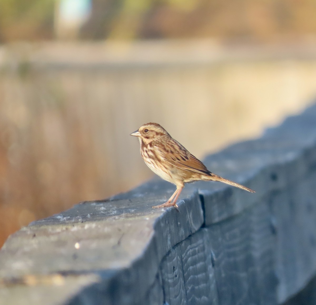 Song Sparrow - ML610565687