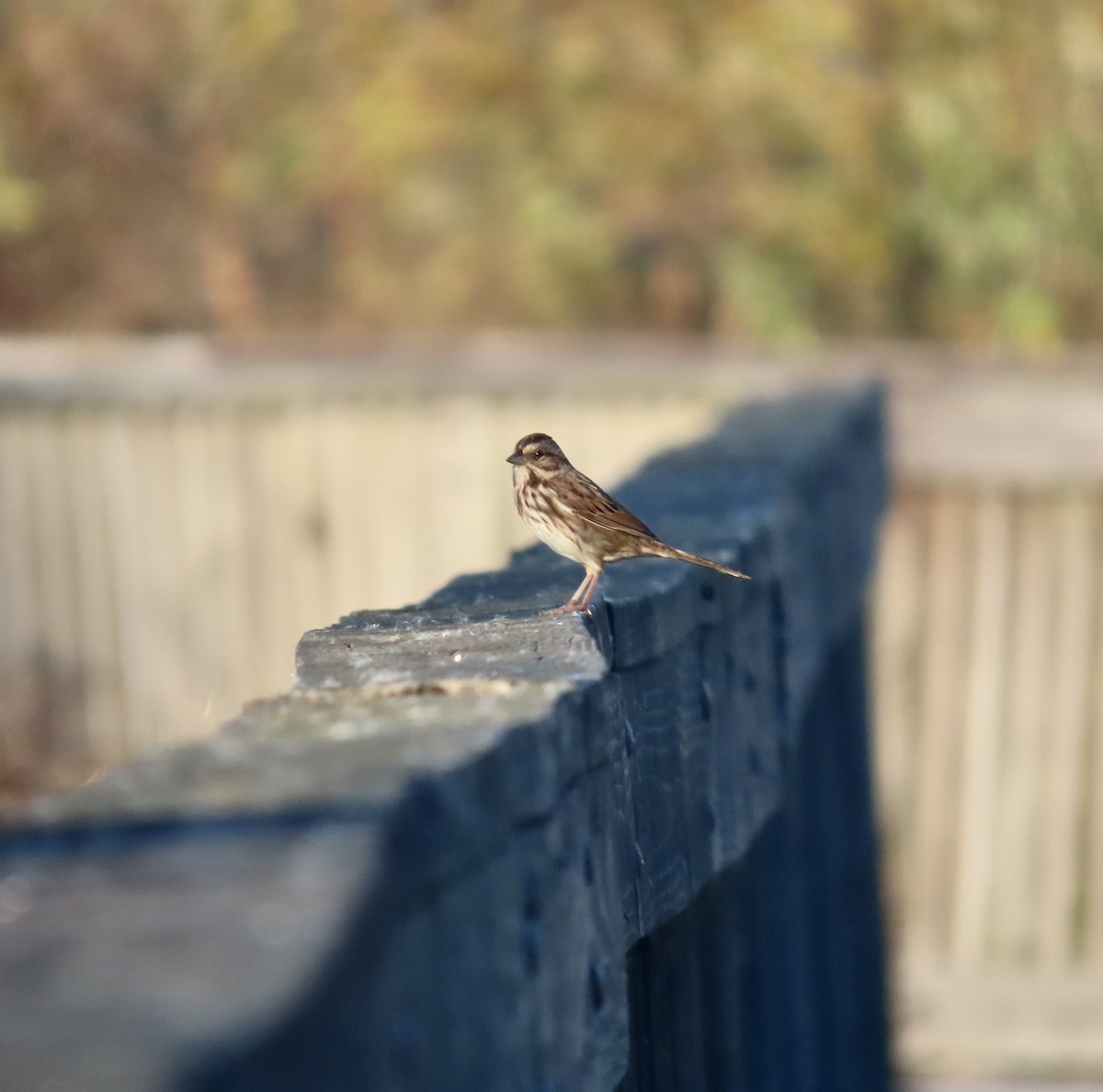 Song Sparrow - ML610565688