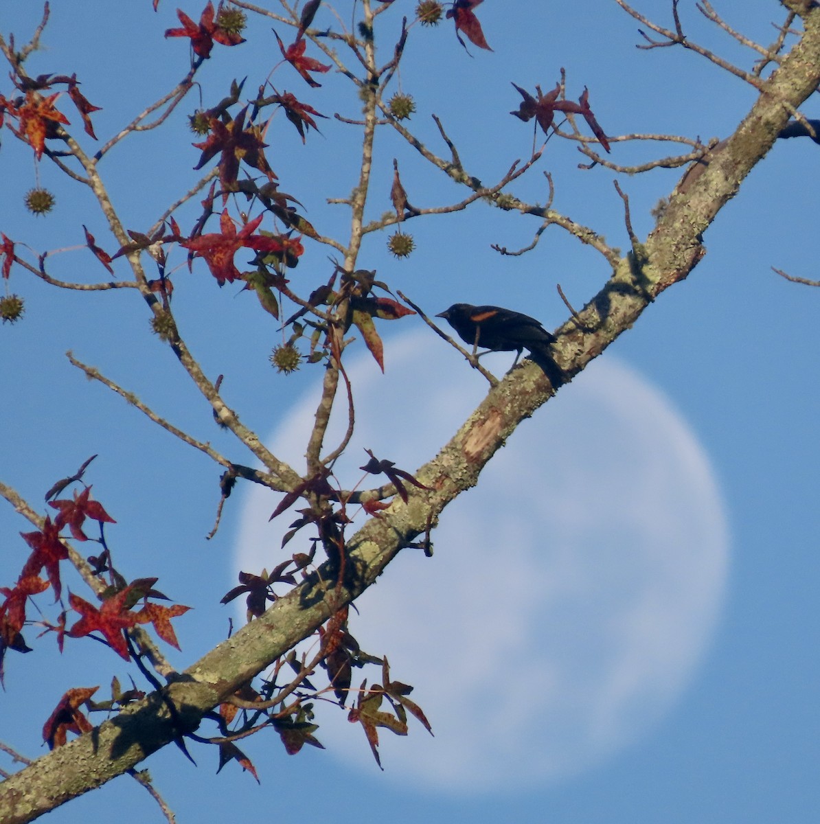 Red-winged Blackbird - ML610565702