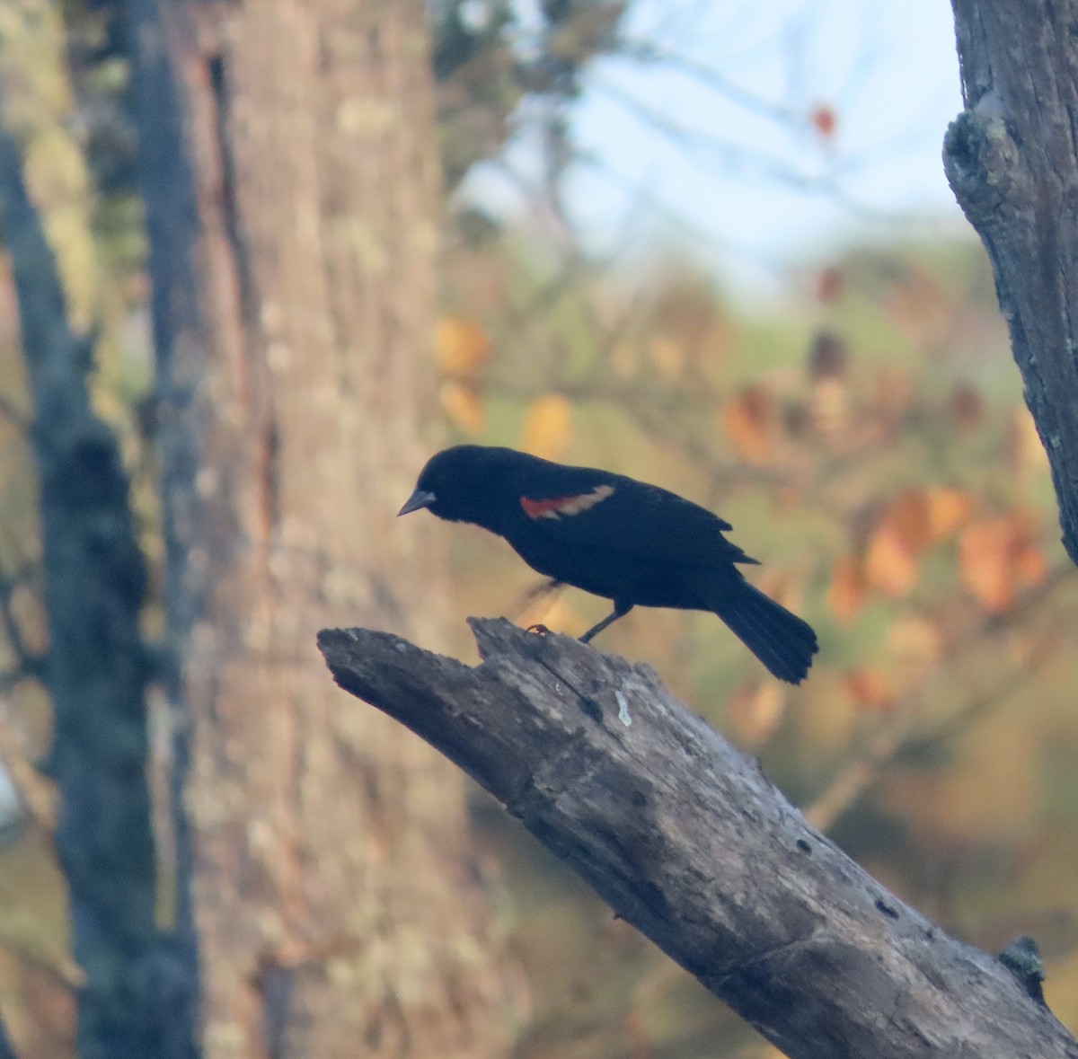 Red-winged Blackbird - ML610565705