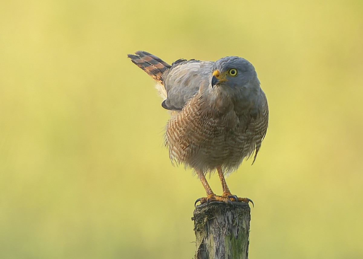 Roadside Hawk - ML610565706