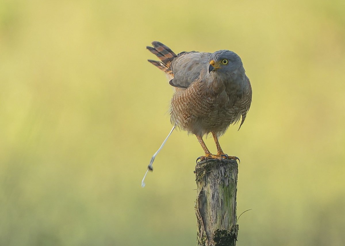 Roadside Hawk - ML610565710