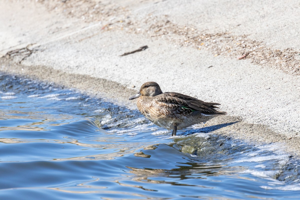 Green-winged Teal - ML610565778