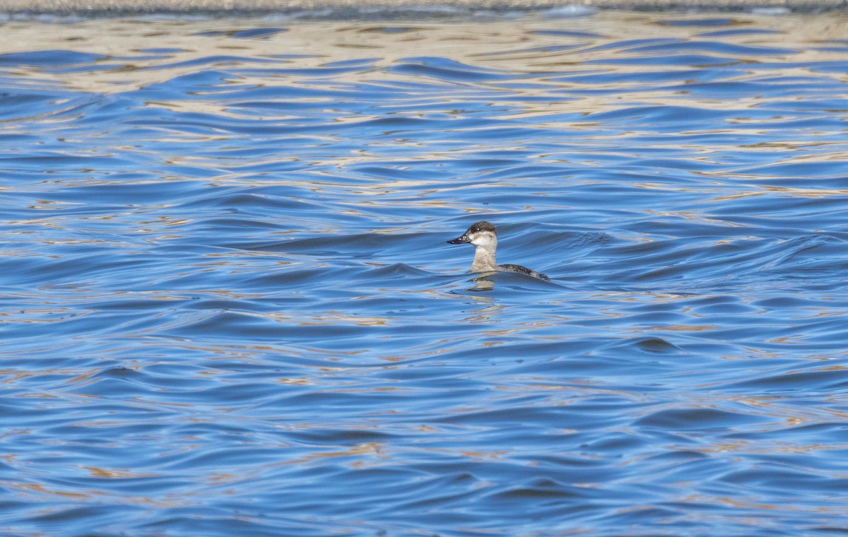 Ruddy Duck - ML610565808