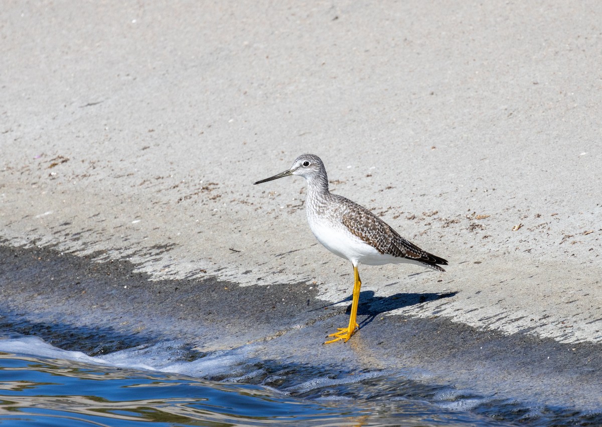 Greater Yellowlegs - ML610565816