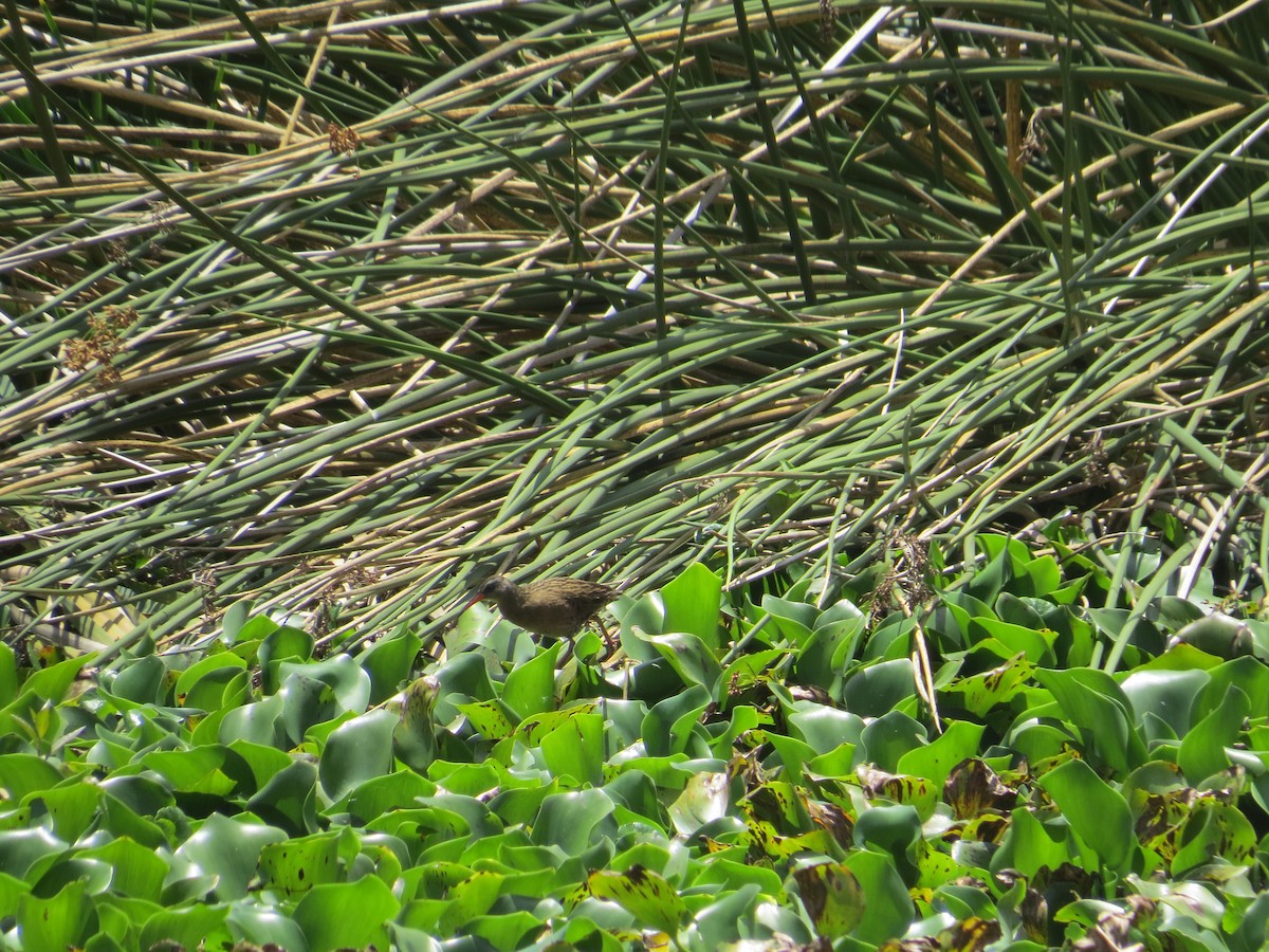 Ecuadorian Rail - ML610565823