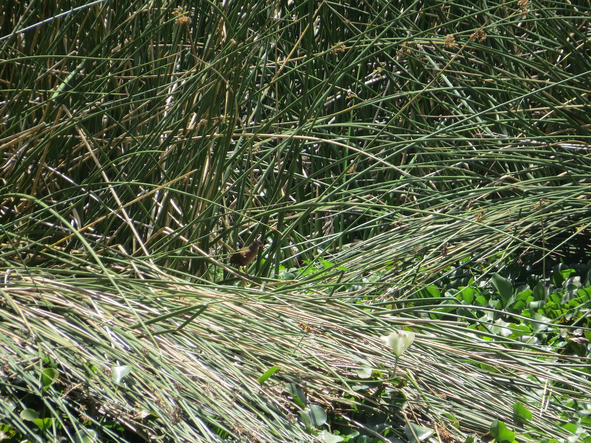 Ecuadorian Rail - ML610565824