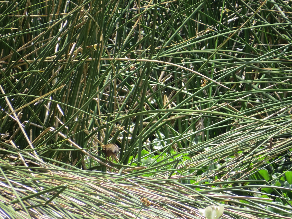 Ecuadorian Rail - ML610565825