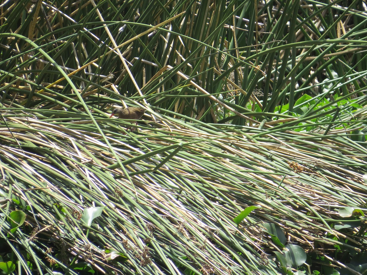 Ecuadorian Rail - ML610565826