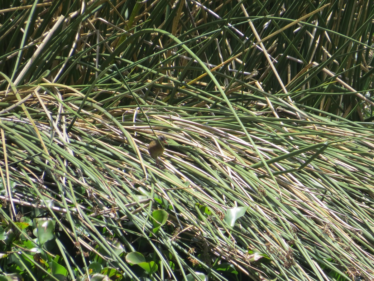 Ecuadorian Rail - ML610565827