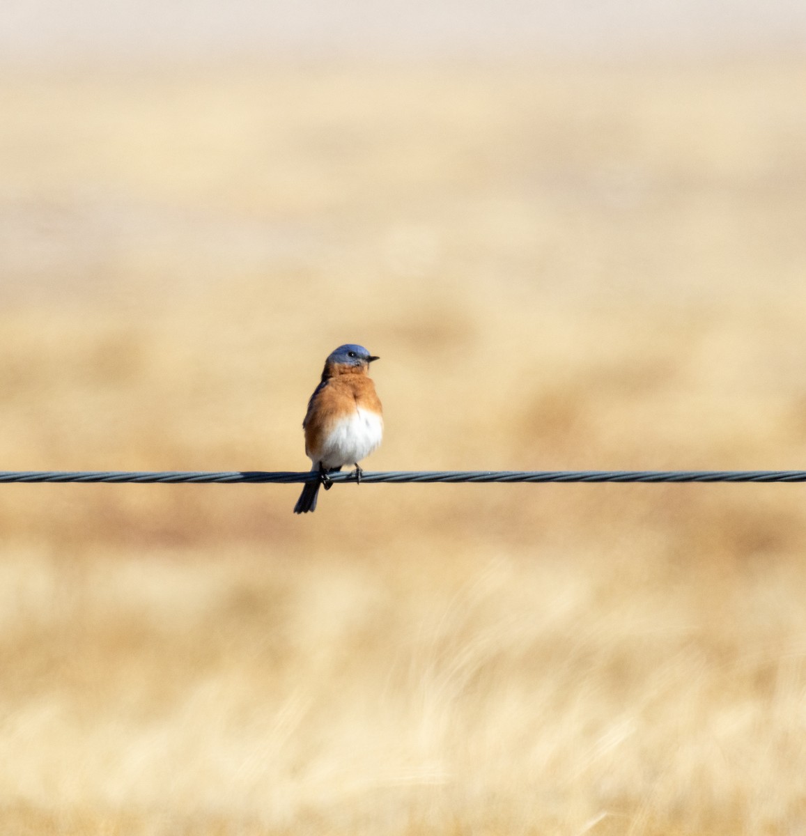 Eastern Bluebird - ML610565833