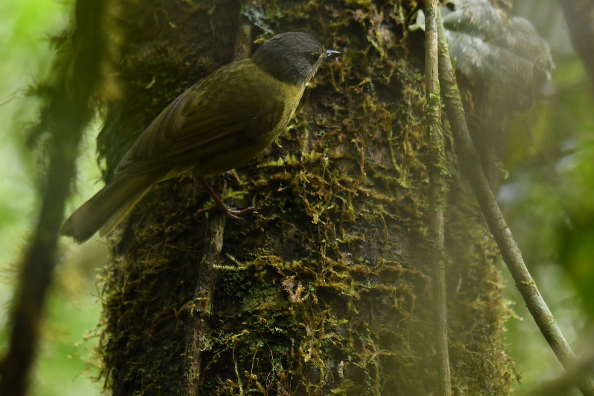 Bulbul Coronigrís - ML610565838